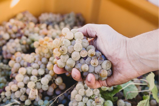 The Evolution of Stormflower Chardonnay